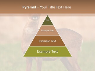 Roe Bock Female PowerPoint Template