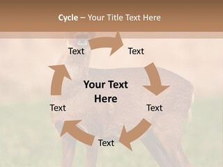 Roe Bock Female PowerPoint Template