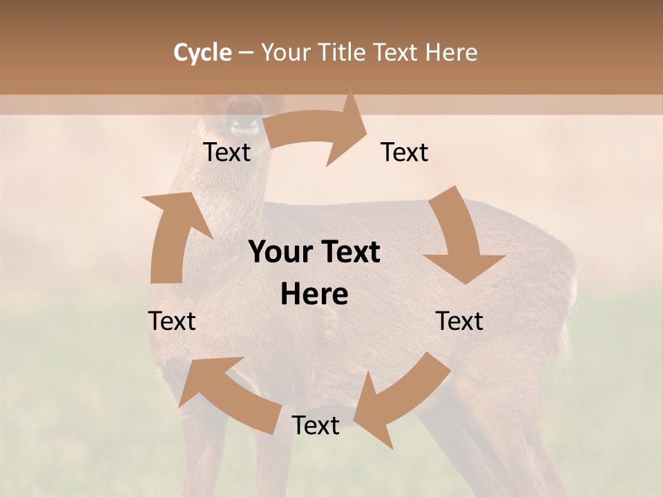 Roe Bock Female PowerPoint Template