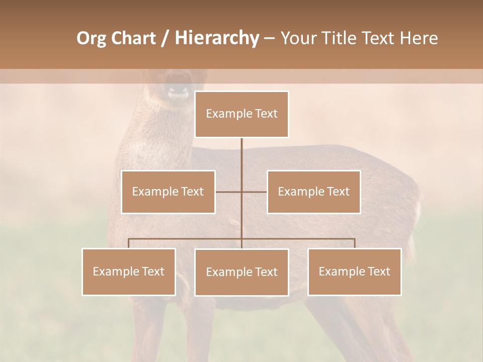Roe Bock Female PowerPoint Template