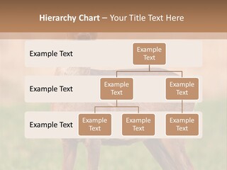 Roe Bock Female PowerPoint Template