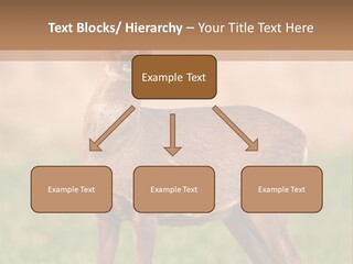 Roe Bock Female PowerPoint Template