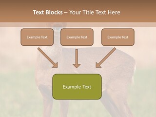 Roe Bock Female PowerPoint Template