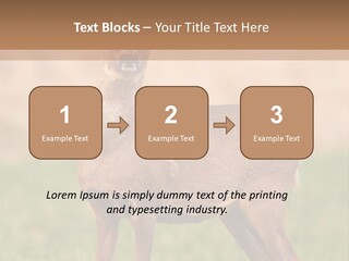 Roe Bock Female PowerPoint Template