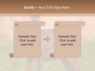 Roe Bock Female PowerPoint Template