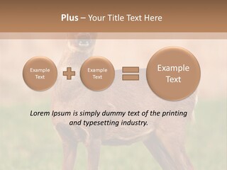 Roe Bock Female PowerPoint Template