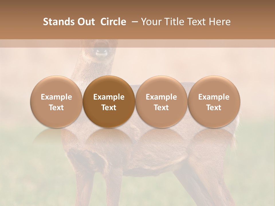 Roe Bock Female PowerPoint Template