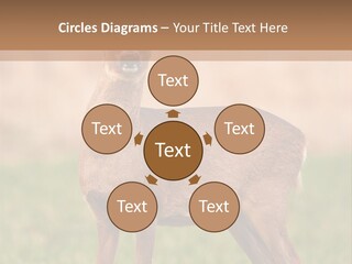 Roe Bock Female PowerPoint Template