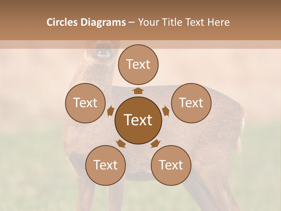 Roe Bock Female PowerPoint Template