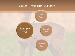 Roe Bock Female PowerPoint Template