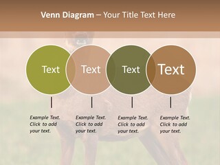 Roe Bock Female PowerPoint Template