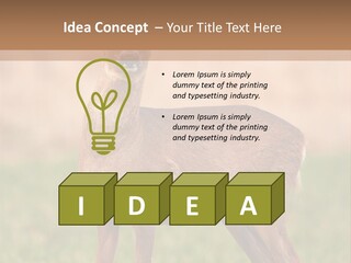 Roe Bock Female PowerPoint Template