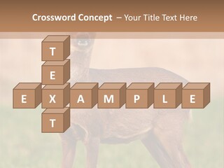 Roe Bock Female PowerPoint Template