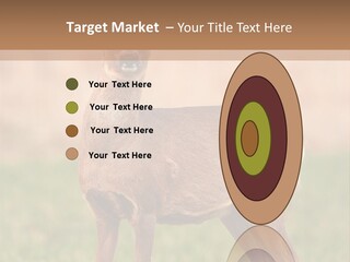 Roe Bock Female PowerPoint Template