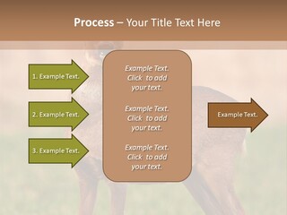Roe Bock Female PowerPoint Template