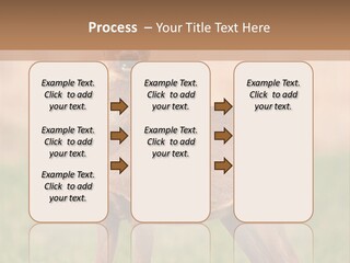 Roe Bock Female PowerPoint Template