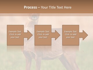 Roe Bock Female PowerPoint Template