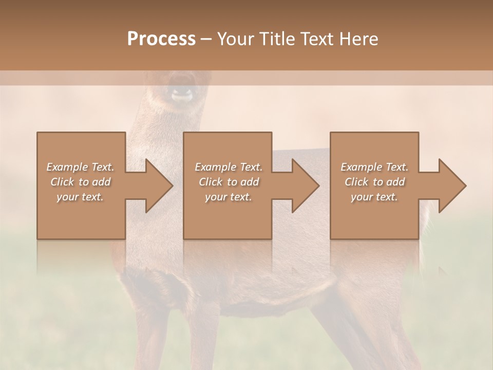 Roe Bock Female PowerPoint Template