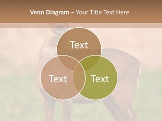 Roe Bock Female PowerPoint Template