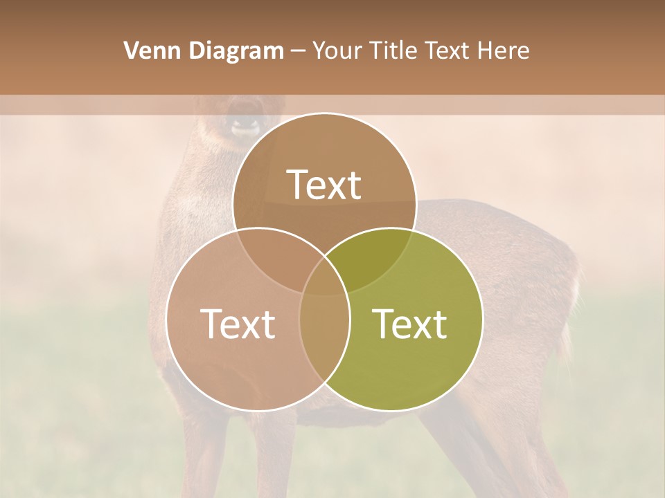 Roe Bock Female PowerPoint Template