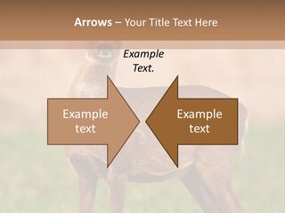 Roe Bock Female PowerPoint Template