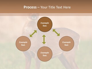 Roe Bock Female PowerPoint Template