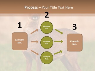 Roe Bock Female PowerPoint Template