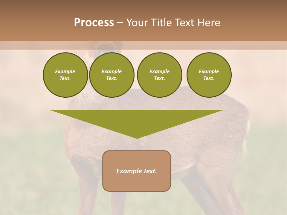 Roe Bock Female PowerPoint Template