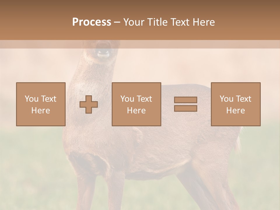 Roe Bock Female PowerPoint Template