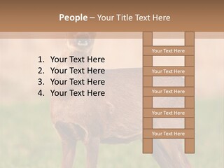 Roe Bock Female PowerPoint Template