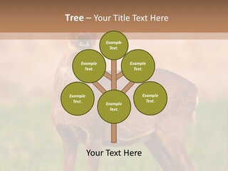 Roe Bock Female PowerPoint Template