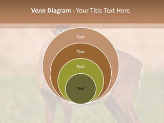 Roe Bock Female PowerPoint Template