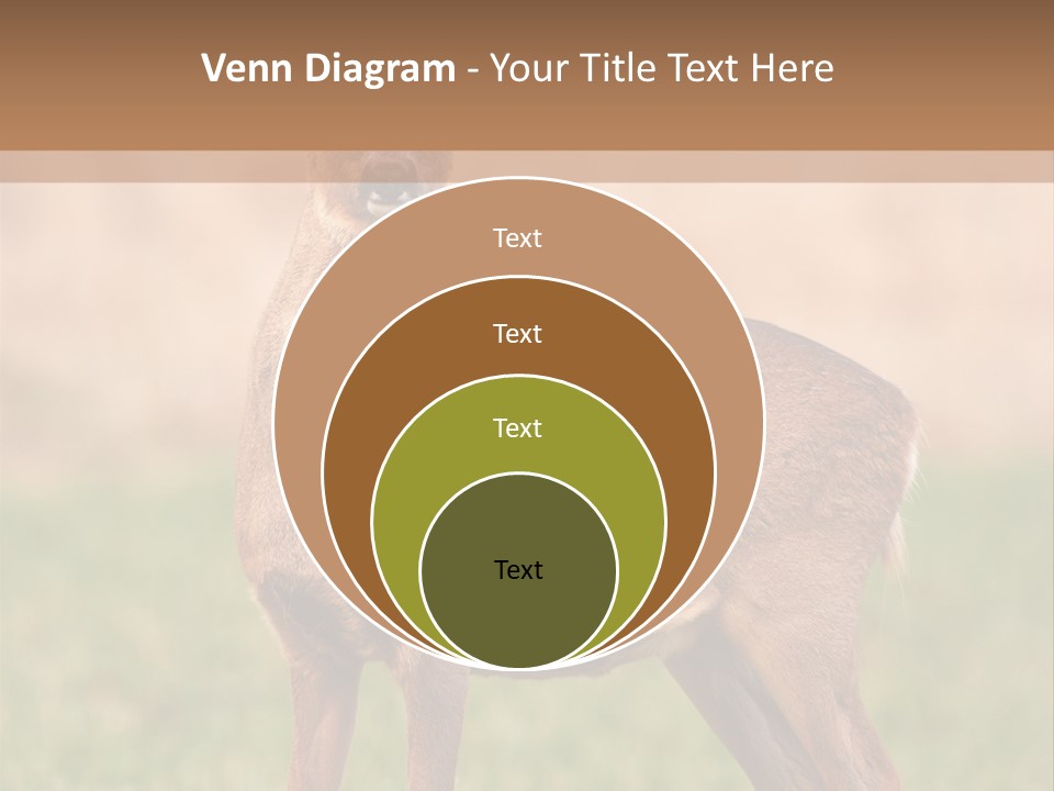 Roe Bock Female PowerPoint Template