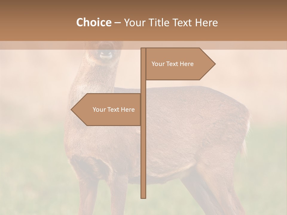 Roe Bock Female PowerPoint Template