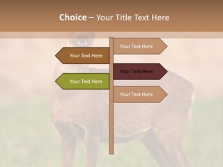 Roe Bock Female PowerPoint Template