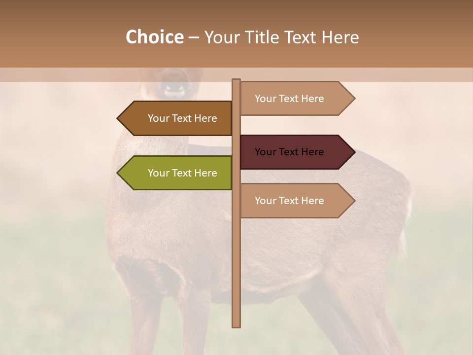 Roe Bock Female PowerPoint Template