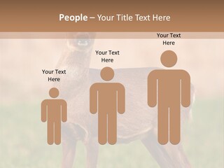 Roe Bock Female PowerPoint Template