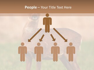 Roe Bock Female PowerPoint Template