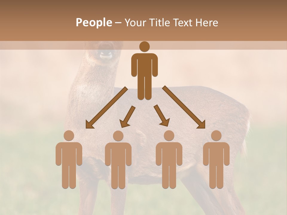 Roe Bock Female PowerPoint Template