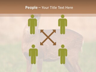 Roe Bock Female PowerPoint Template