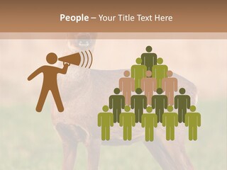 Roe Bock Female PowerPoint Template