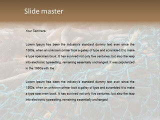 Coastal Life Tarpon Springs Fishing Net PowerPoint Template