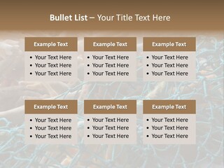 Coastal Life Tarpon Springs Fishing Net PowerPoint Template