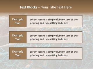 Coastal Life Tarpon Springs Fishing Net PowerPoint Template