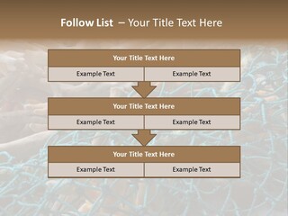 Coastal Life Tarpon Springs Fishing Net PowerPoint Template