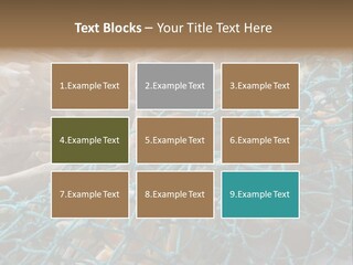 Coastal Life Tarpon Springs Fishing Net PowerPoint Template