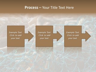 Coastal Life Tarpon Springs Fishing Net PowerPoint Template