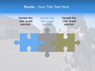 Sport Stallion Kid PowerPoint Template