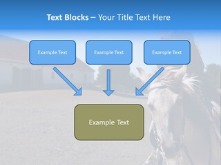 Sport Stallion Kid PowerPoint Template