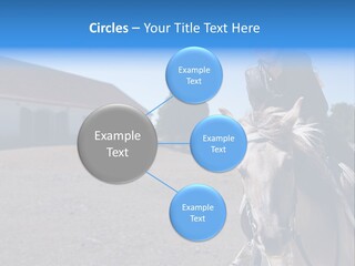 Sport Stallion Kid PowerPoint Template